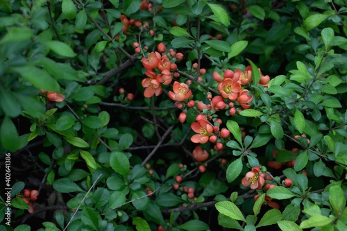 Orange Chaenomeles (Japanese quince) flowers blooming in spring garden