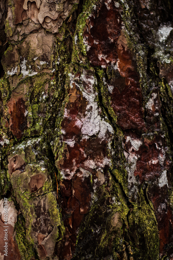 Macro shot of tree bark in the snow for background and wallpaper. Beautiful combination of brown and green colors