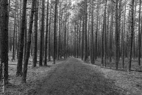 Path in a Pine Forest in Latvia for Hiking
