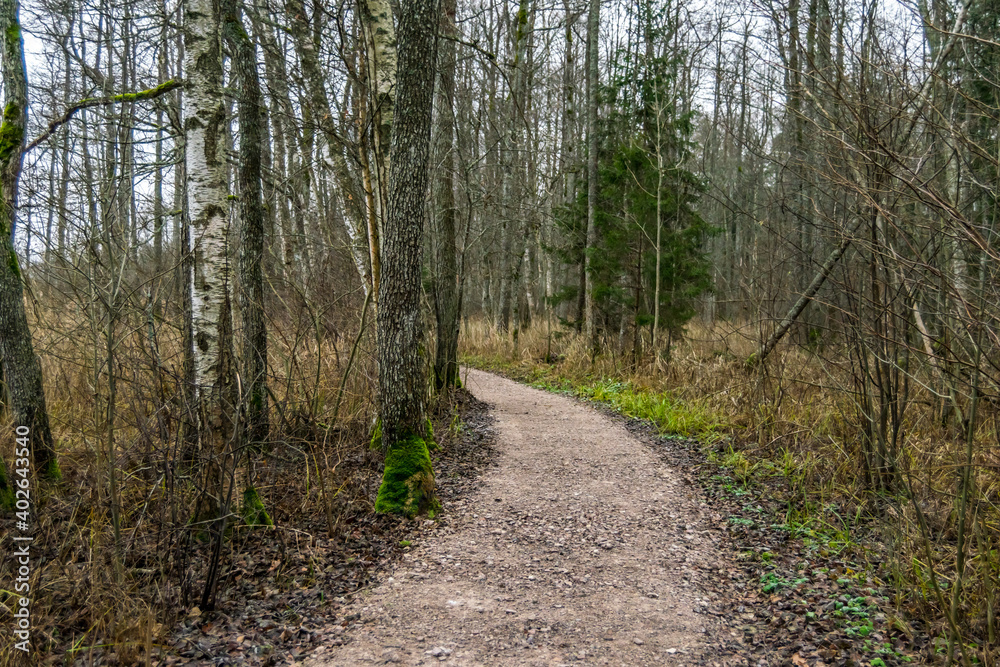 Fototapeta premium Hiking Trail in a Forest Wetland In Latvia in the Winter