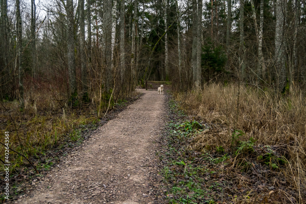 Fototapeta premium Hiking Trail in a Forest Wetland In Latvia in the Winter