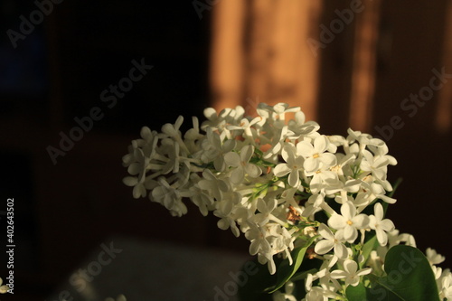 A sprig of white lilac at the end of May.