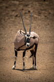 Gemsbok stands on rocky ground craning neck