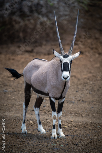 Gemsbok stands on rocky ground eyeing camera