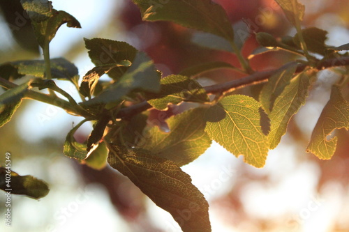A sprig of blackthorn in summer at sunset.