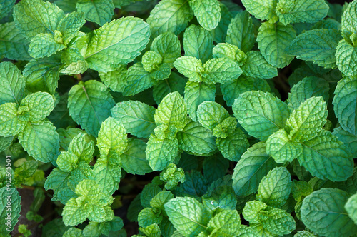 Natural green background of mint leaves in the garden