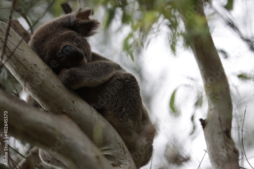 Photography koala sleeping