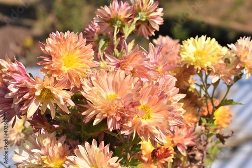 Beautiful yellow and pink flowers plant