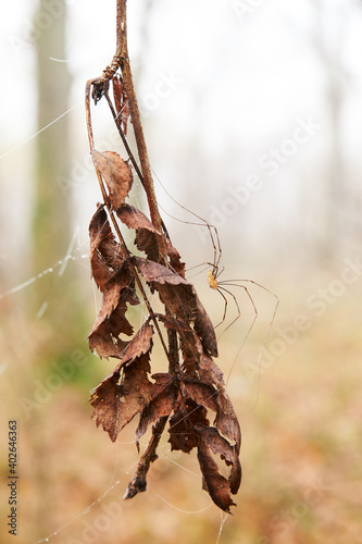 Spider insect sitting on dead leaves on a tree photo