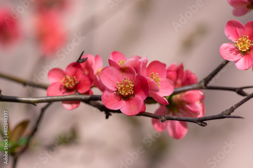 Fototapeta Naklejka Na Ścianę i Meble -  Chaenomeles japonica japanese maules quince flowering shrub, beautiful pink flowers in bloom on springtime branches