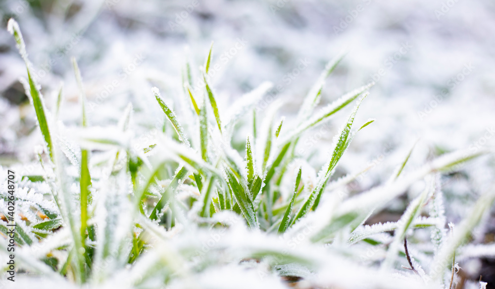 Frost on the grass