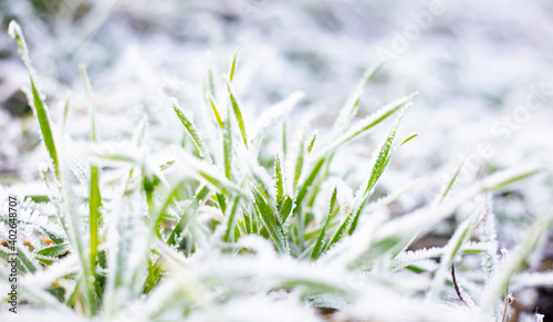 Frost on the grass © Shumperk