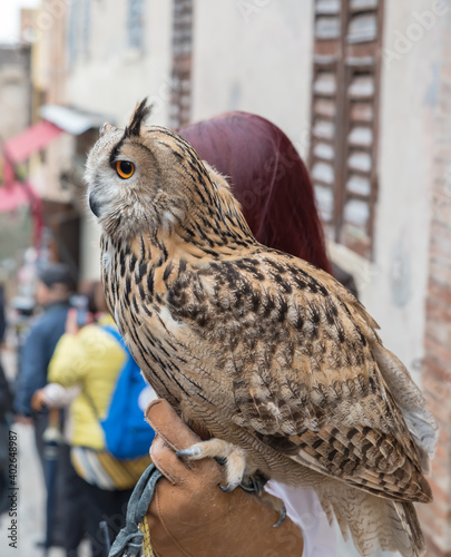 Eagle owl closeup