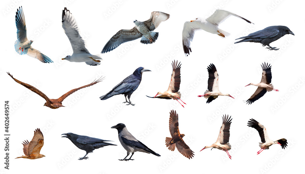 Fototapeta premium Various bird species isolated white background - Stork, Crow, Hawk, Seagull