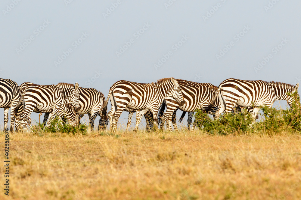 Zebras walking on the savanna in the Masai Mara at Kenya Zebras walking on the savanna in the Masai Mara at Kenya