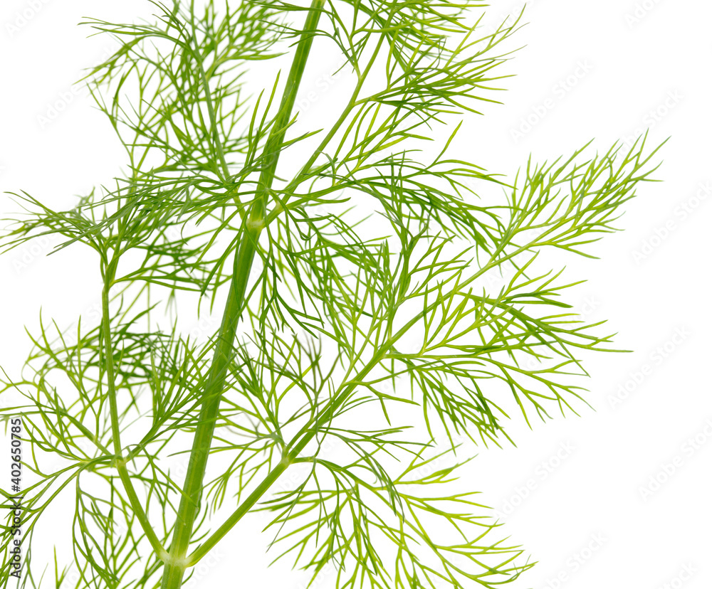 Green dill isolated on a white background. Green dill isolated on a white background.