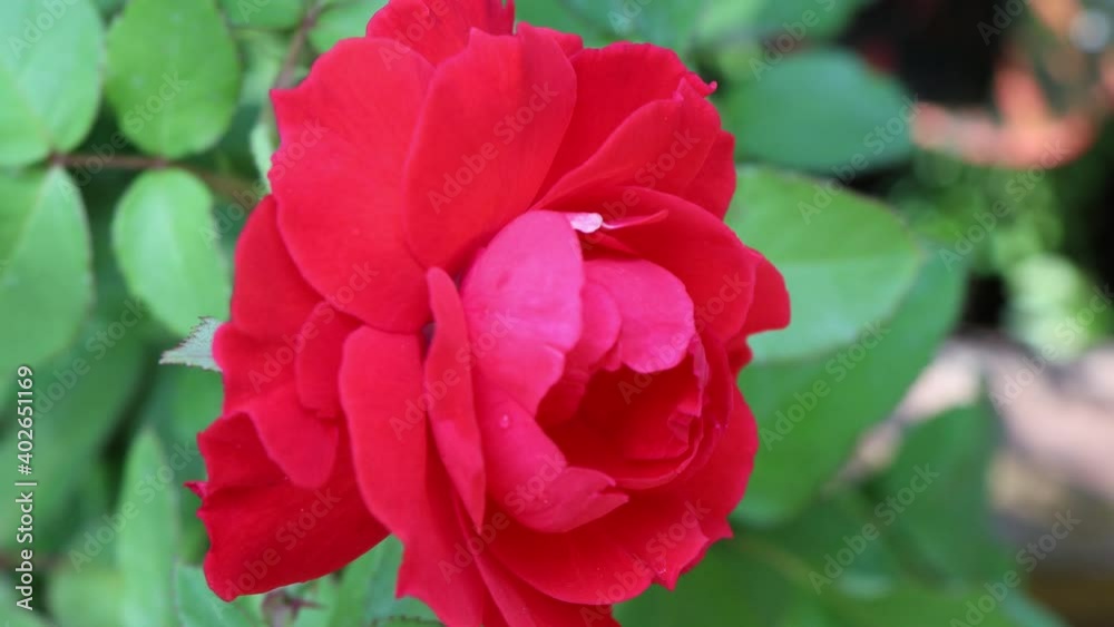 flower are blooming at day flower are blooming at day