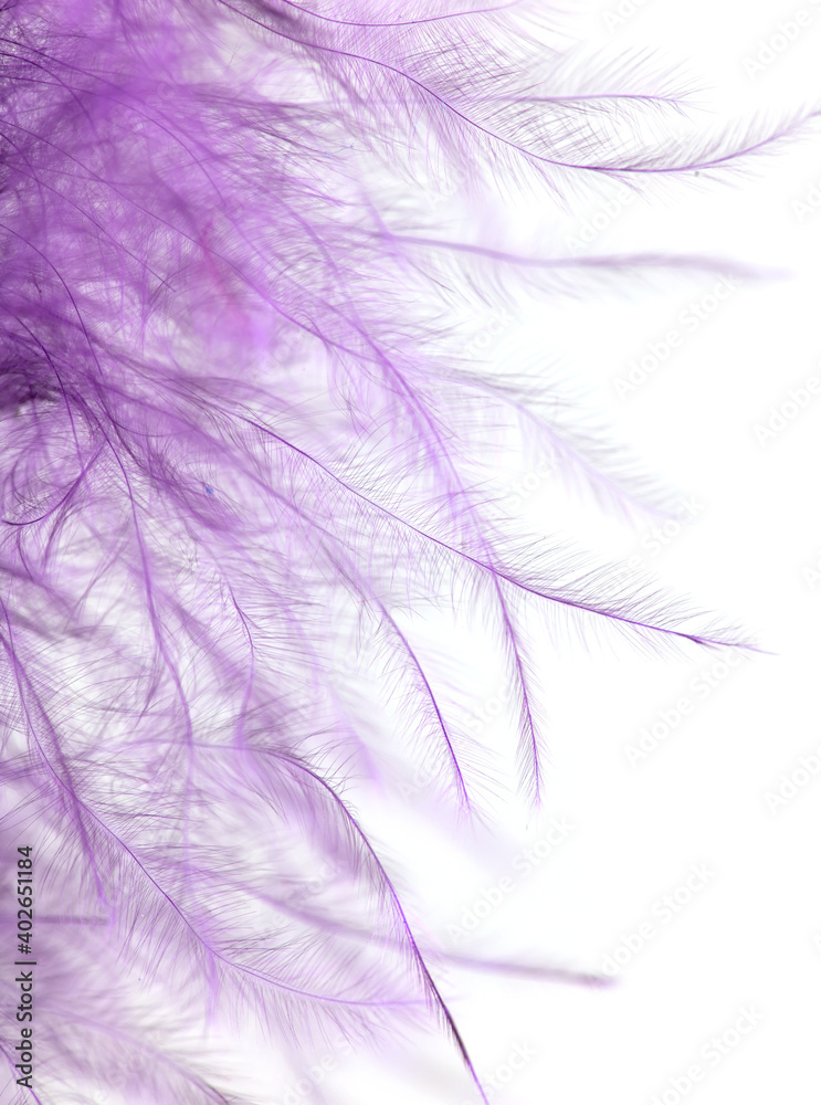 Purple feather isolated on white background. Purple feather isolated on white background.