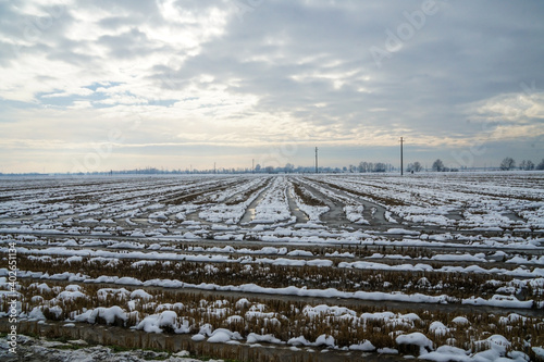  rice field landscape in winter in north italy