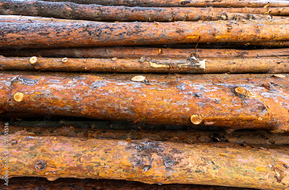 Huge illegal cutted pine logs near roadside at wintertime in Transylvania, Romania, conceptual deforestation image. Huge illegal cutted pine logs near roadside at wintertime in Transylvania, Romania, conceptual deforestation image.
