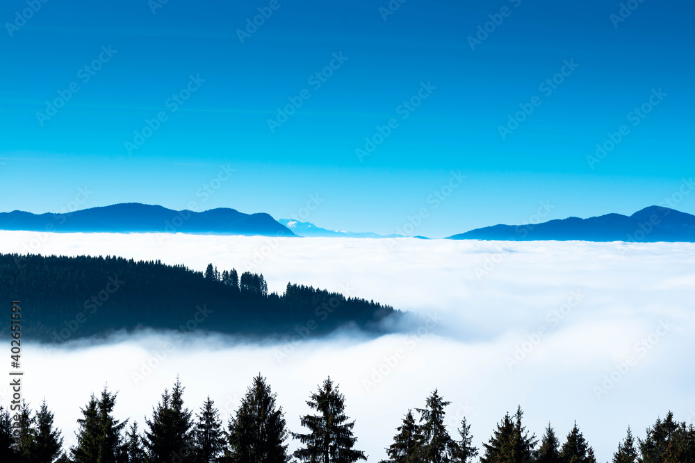 Dense fog in the valley, pine forest on the top of the mountain, vibrant blue sky at wintertime.