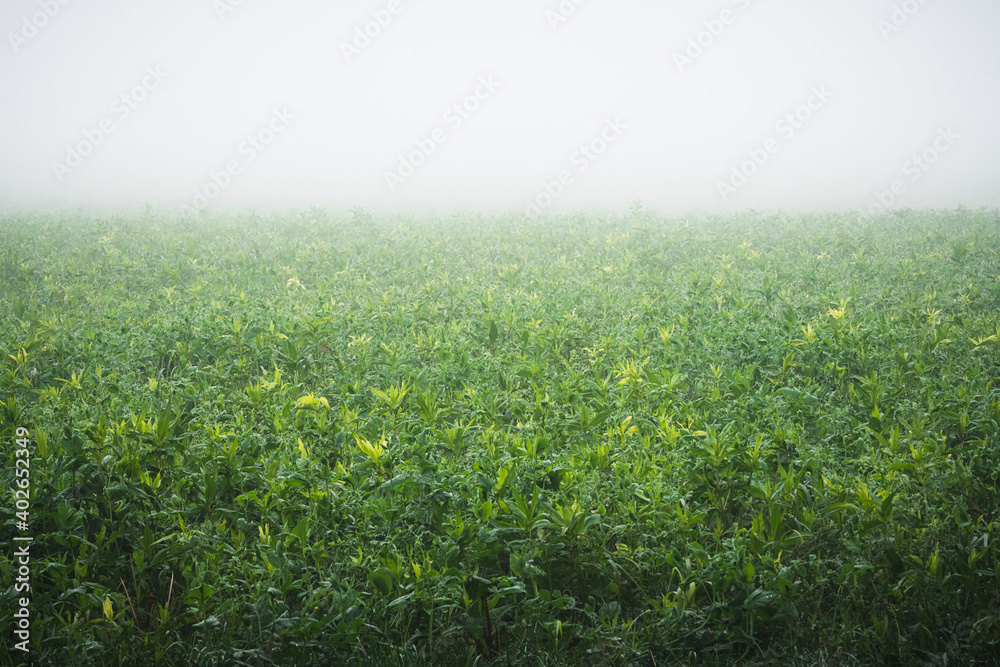 Champs dans le brouillard Champs dans le brouillard