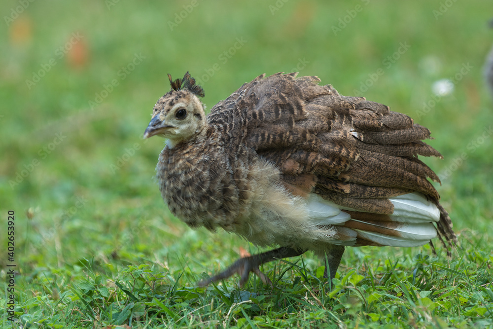 peachick on the grass
