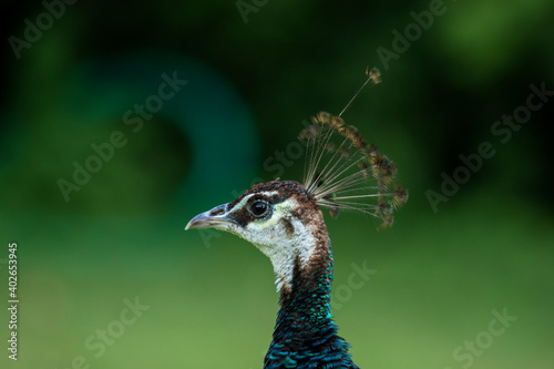 portrait of a peacock