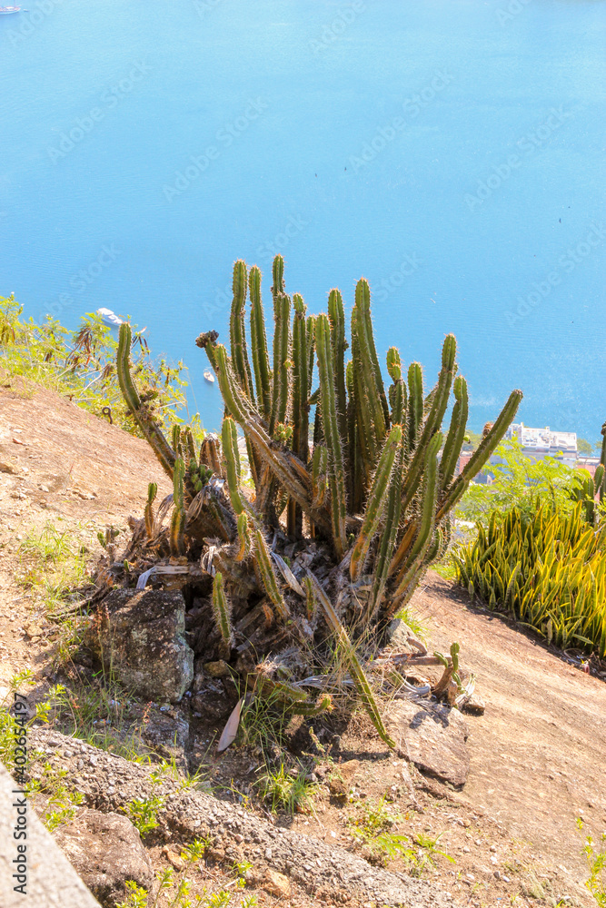 The Cactus Pilosocereus brasiliensis on the Sugar Loaf in the Town of Rio de Janeiro in Brazil