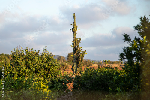 Cactus plant in the rays of the setting sun in Majorca, Spain