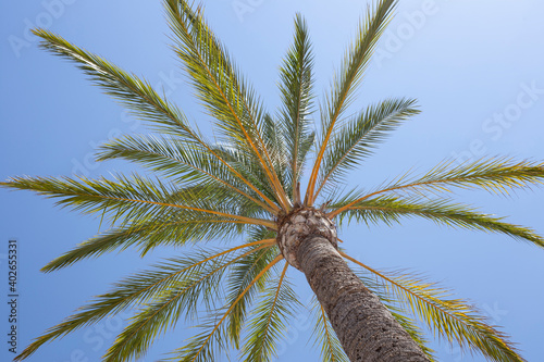 Palm tree in a sunny summer day