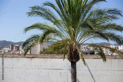 Palm tree in a sunny summer day on white wall in Majorca