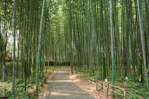 Fototapeta Naklejka Na Ścianę i Meble -  Bamboo Grove in Arashiyama, Kyoto prefecture, Japan - 京都 嵐山 竹林の小径	