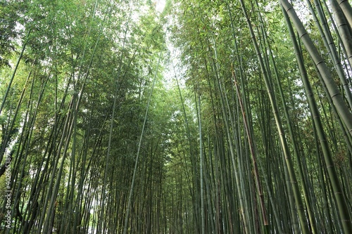 Bamboo Grove in Arashiyama  Kyoto prefecture  Japan -                               