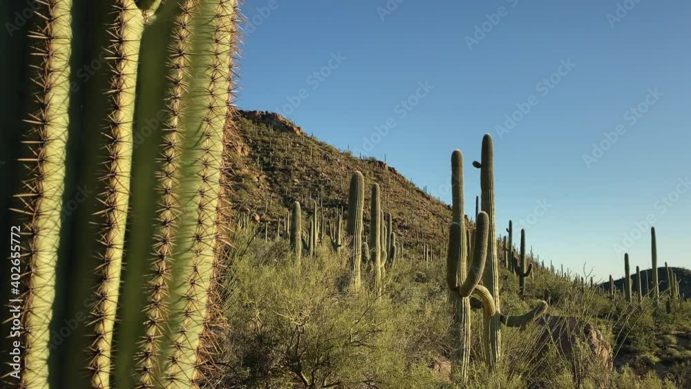 Saguaro cactus, close-up to panorama, AZ, USA. Panorama left to right Saguaro cactus, close-up to panorama, AZ, USA. Panorama left to right