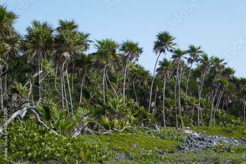 Wallpaper Mural Costa Maya, Mexico Torontodigital.ca