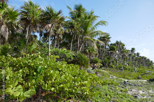 Wallpaper Mural Palmen Mexico Torontodigital.ca