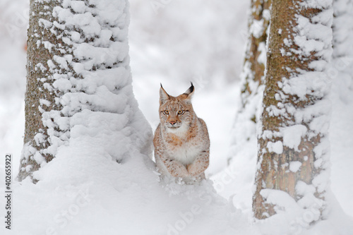 Winter wildlife in Europe. Lynx in the snow, snowy forest in December. Wildlife scene from nature, Germany.
