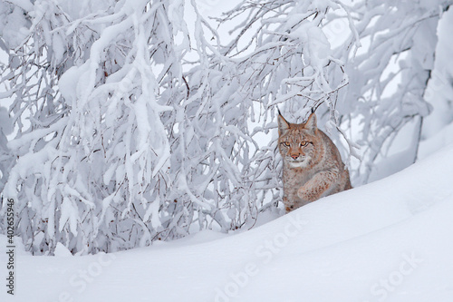 Canvastavla Lynx in the snowy winter habitat