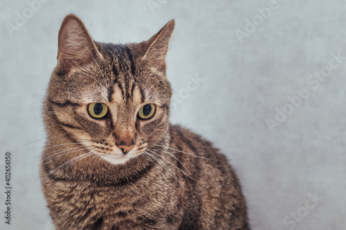 Portrait of a domestic cat on a gray background close-up