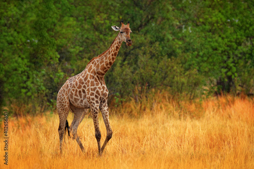 Giraffe in forest with big trees  evening light  sunset. Idyllic giraffe silhouette with evening orange sunset  Angola  South Africa. Hidden portrait of giraffe.