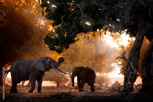 Elephant feeding tree branch. Elephant at Mana Pools NP, Zimbabwe in Africa. Big animal in the old forest. evening light, sun set. Magic wildlife scene in nature.