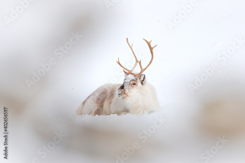 Wild Reindeer, Rangifer tarandus, with massive antlers in snow, Svalbard, Norway. Svalbard caribou, wildlife scene from nature, winter in the Actic. Winter landscape with reindeer. photo