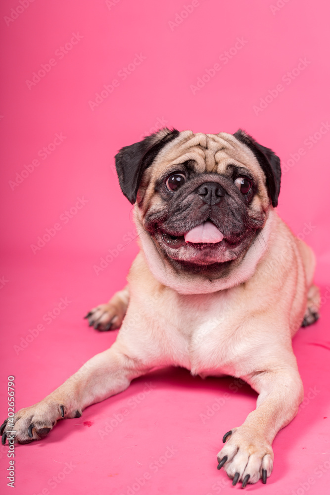 Happy Dog smile on pink background, Cute Puppy pug breed happiness on sweet color,Purebred Dog Concept