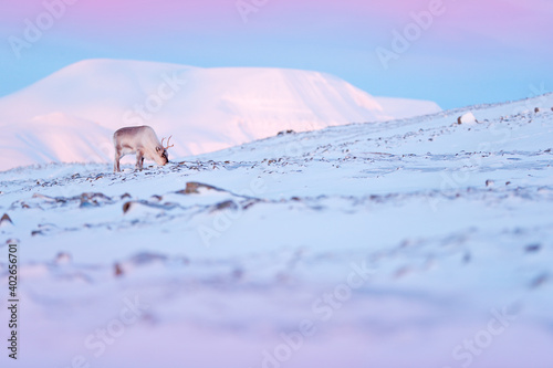 Arctic wildlife. Wild Reindeer, Rangifer tarandus, with massive antlers in snow, Svalbard, Norway. Svalbard caribou, wildlife scene from nature, winter in the Arctic. Winter landscape with reindeer.