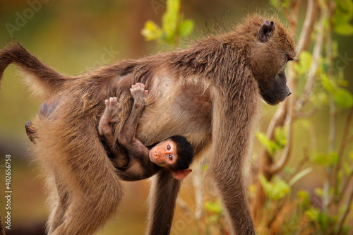 Monkey young cub. Chacma baboon, Papio ursinus, monkey from Moremi, Okavango delta, Botswana. Wild mammal in nature habitat. Monkey feeding fruits in green vegetaton. Wildlife nature in Africa. photo