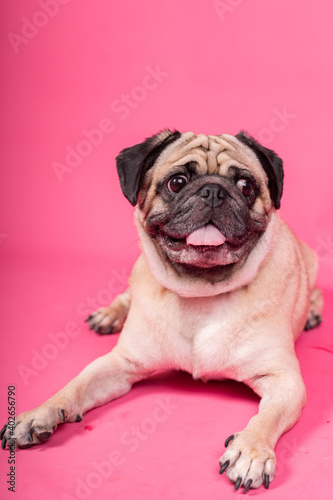 Happy Dog smile on pink background, Cute Puppy pug breed happiness on sweet color,Purebred Dog Concept © Brenda