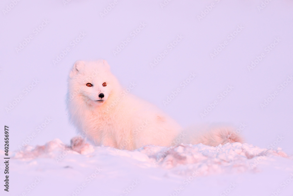 Polar fox with deer carcass in snow habitat, winter landscape, Svalbard, Norway. Beautiful white animal in the snow. Wildlife action scene from nature, Vulpes lagopus, Mammal from Europe Polar fox with deer carcass in snow habitat, winter landscape, Svalbard, Norway. Beautiful white animal in the snow. Wildlife action scene from nature, Vulpes lagopus, Mammal from Europe