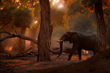 Papier peint photo Éléphant Éléphant au coucher de soleil africain  © ondrejprosicky