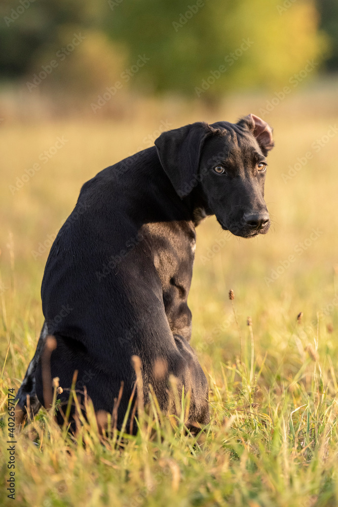 puppy of european sled dog great for mushing puppy of european sled dog great for mushing